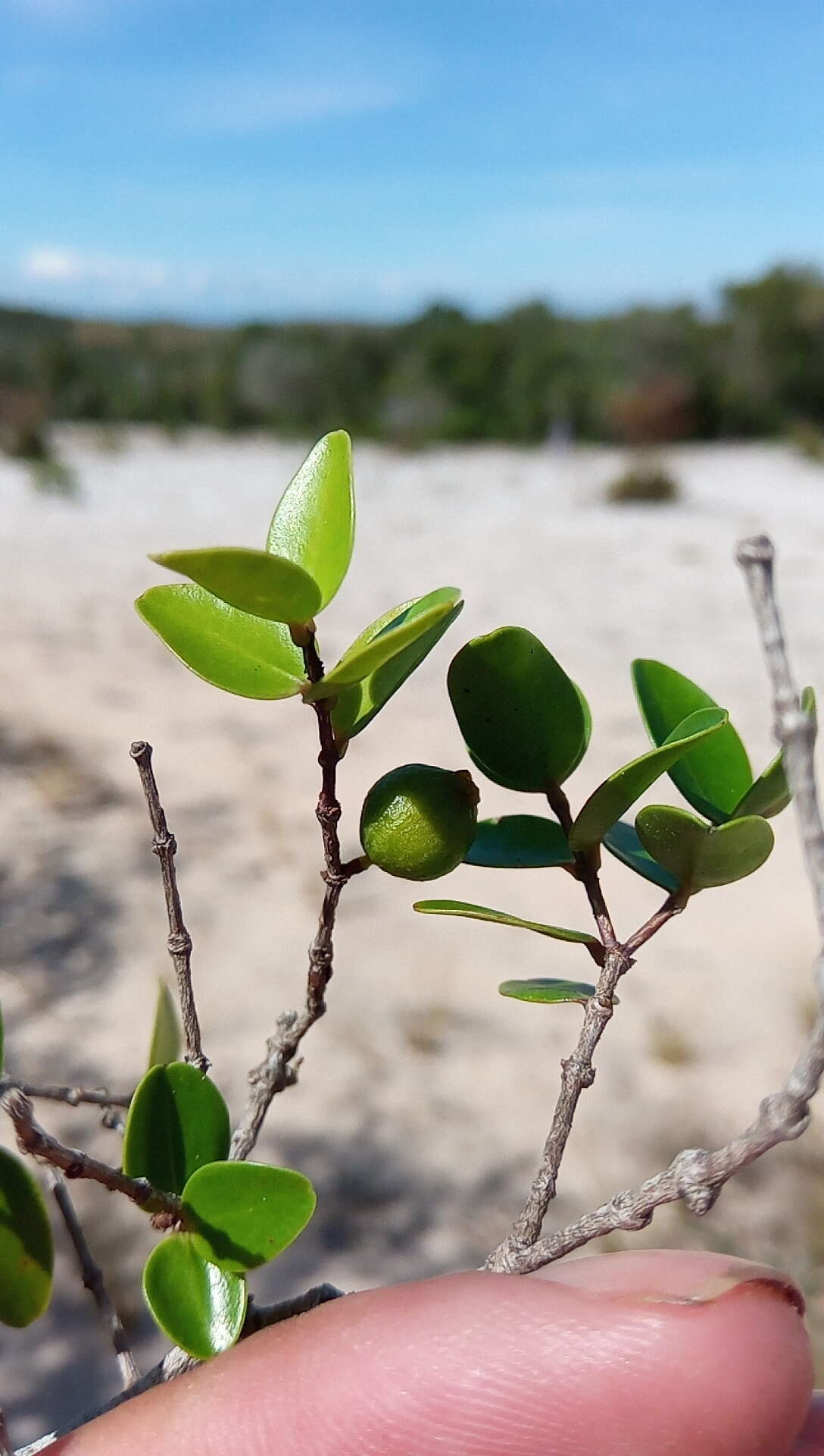 Image of Memecylon boinense H. Perrier