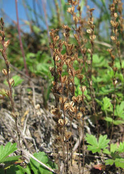 Image of spring speedwell