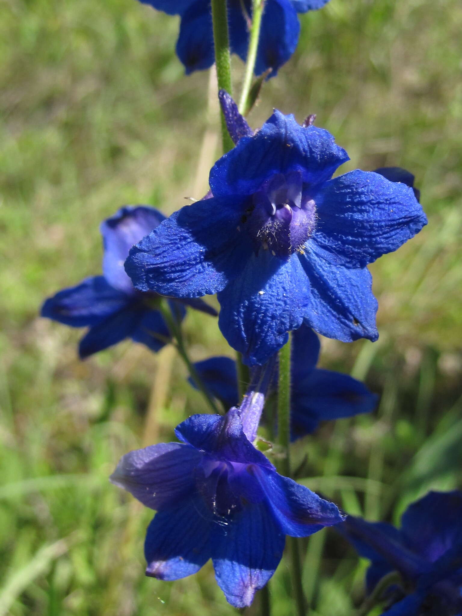 Plancia ëd Delphinium alabamicum R. Kral