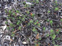 صورة Eremophila glabra subsp. murrayana