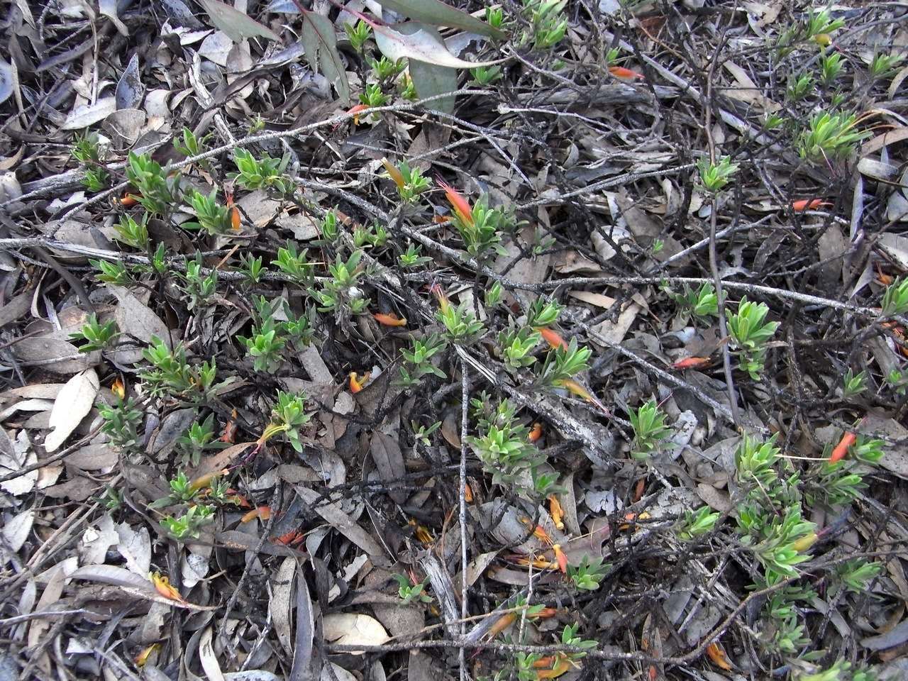 صورة Eremophila glabra subsp. murrayana