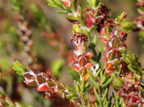 Image of Passerina comosa C. H. Wright