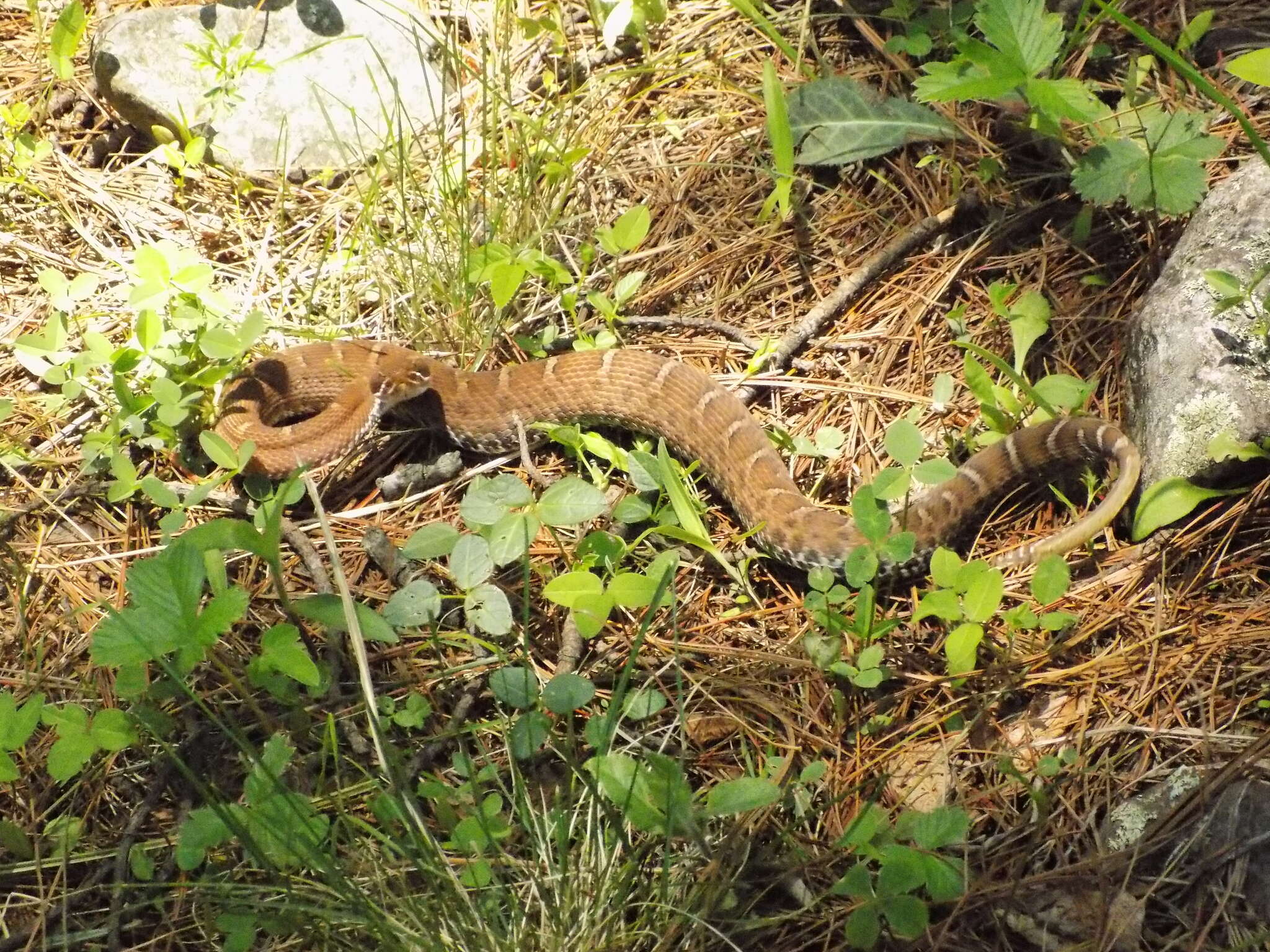 Image of Arizona ridge-nosed rattlesnake