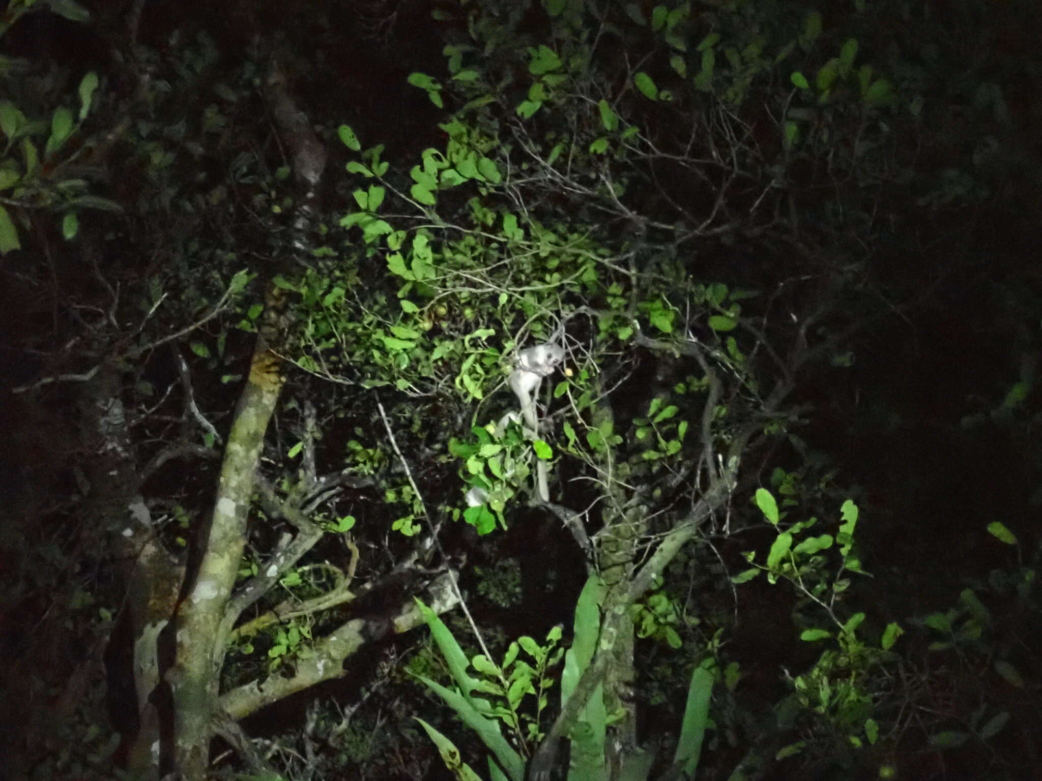 Image of fat-tailed dwarf lemur