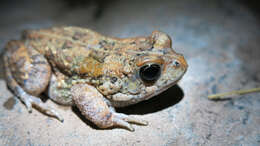 صورة Sclerophrys pusilla (Mertens 1937)