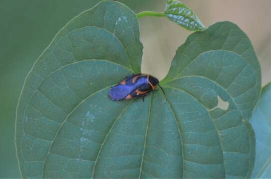 Eustegasta poecila (Schaum 1853)的圖片