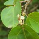 Image of Croton pseudoniveus Lundell