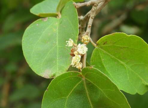 Image of Croton pseudoniveus Lundell