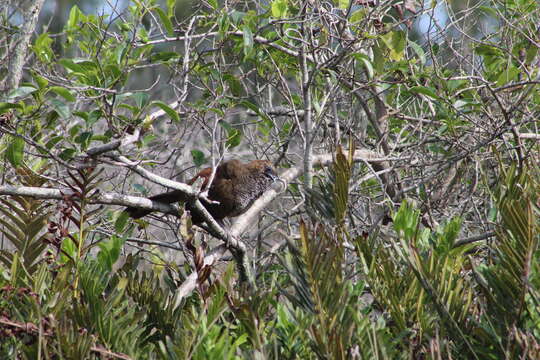 Image of Scaled Chachalaca