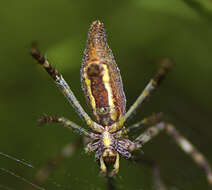 Image of Argiope probata Rainbow 1916