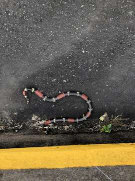 Image of Aquatic Coral Snake