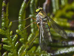 Heteropsilopus brevicorne (Macquart 1850) resmi