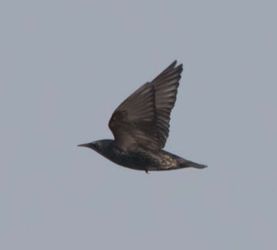 Image of Spotless Starling