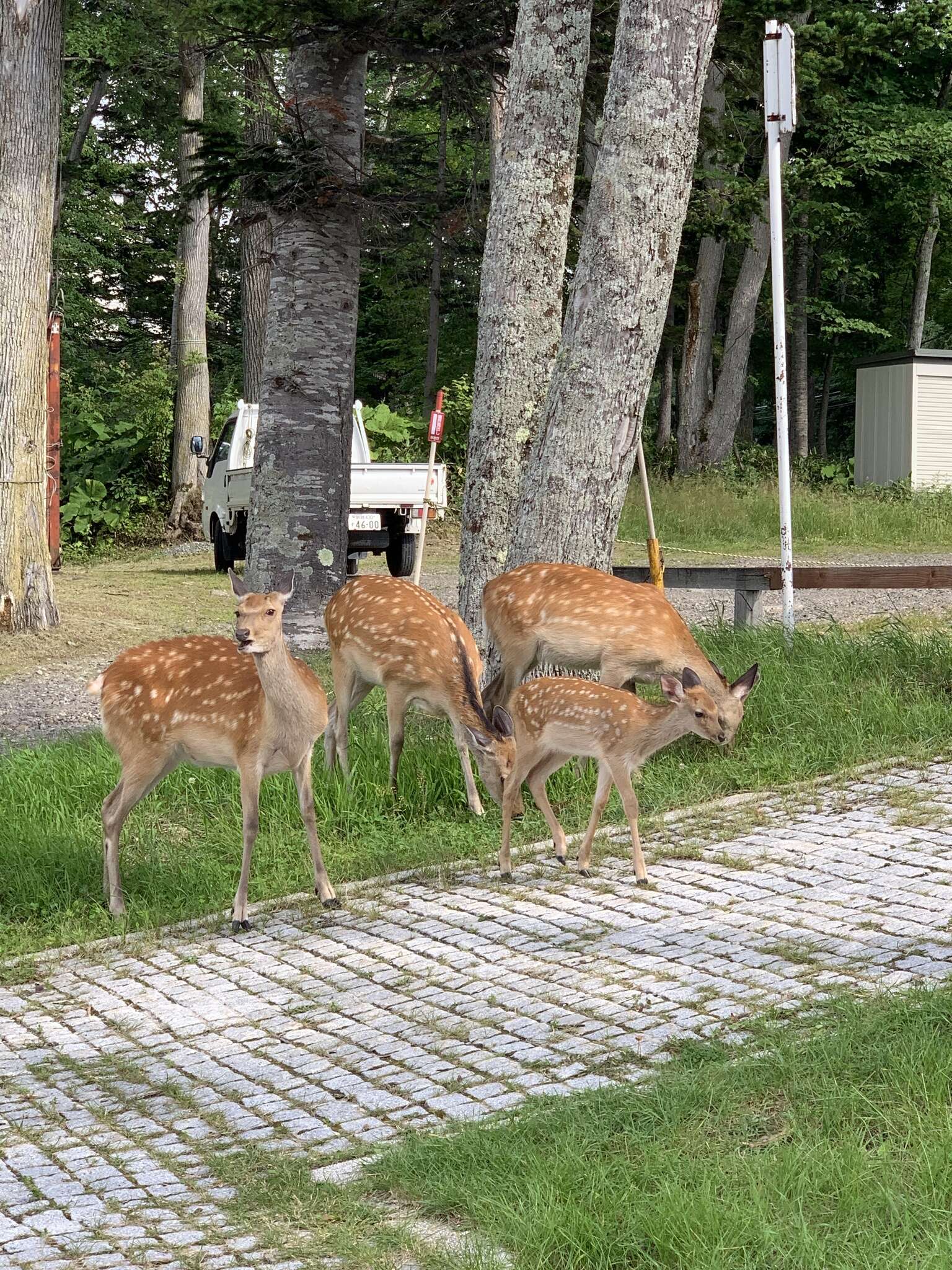 Imagem de Cervus nippon yesoensis (Heude 1884)