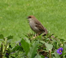 Image of Hunter's Cisticola