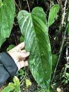 Imagem de Anthurium talamancae Engl.