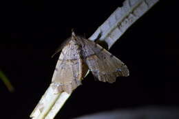 Image of brown fern moth