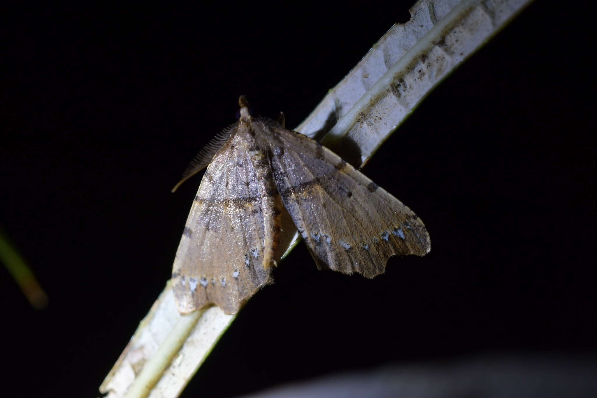 Image of brown fern moth