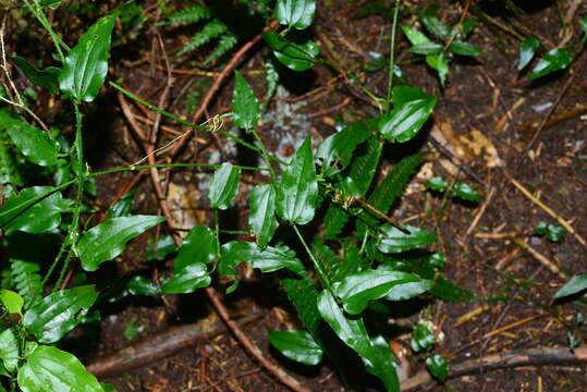 Image of Smilax sieboldii Miq.