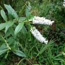 Imagem de Veronica stricta var. lata (L. B. Moore) Garn.-Jones