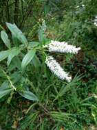 Image of Veronica stricta var. lata (L. B. Moore) Garn.-Jones