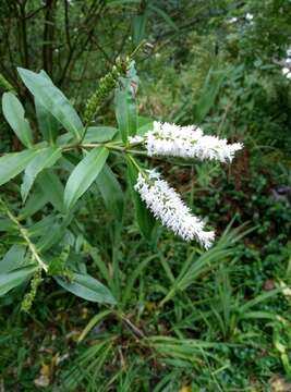 Imagem de Veronica stricta var. lata (L. B. Moore) Garn.-Jones