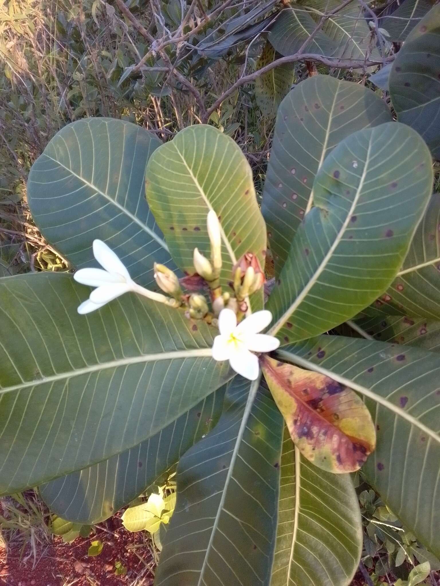 Himatanthus obovatus (Müll. Arg.) R. E. Woodson的圖片