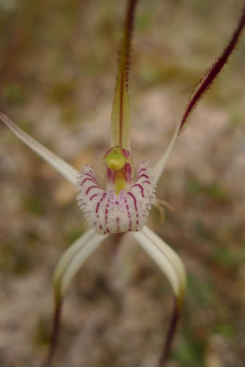 Image of Joseph's spider orchid