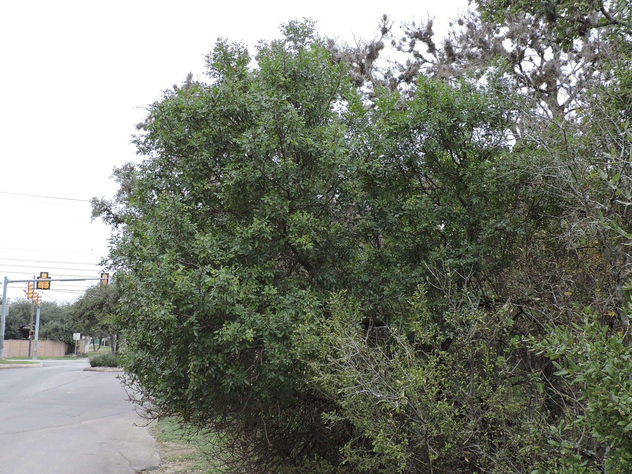 Image of evergreen sumac