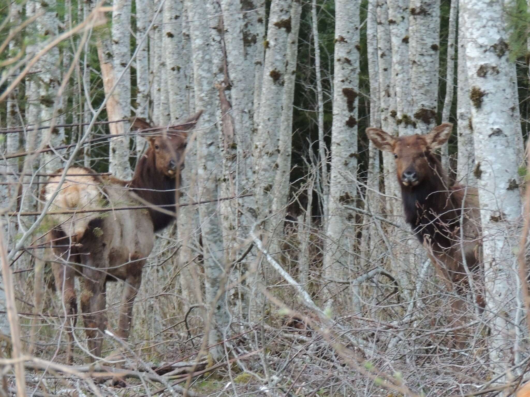 Image of North American elk