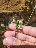 Image of Streaked leek orchid