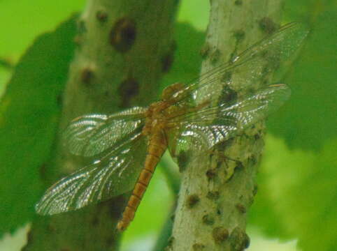 Image of Keeled Skimmer