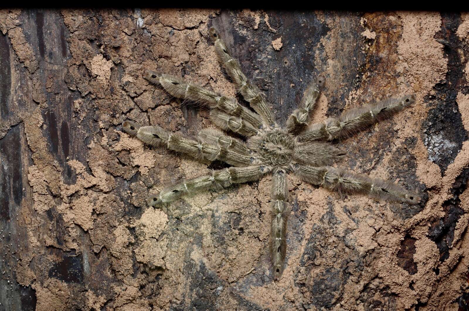 Image of feather leg baboon tarantula