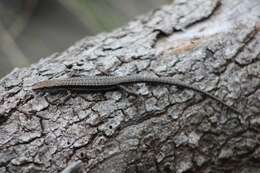 Image of Tasmanian Tree Skink