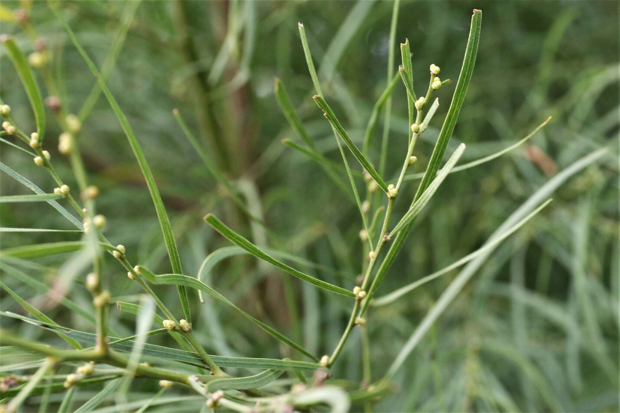 Image of bower wattle