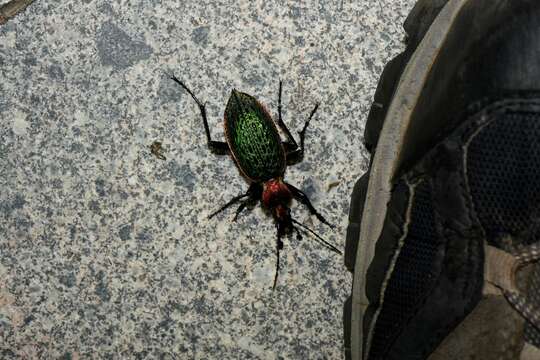 Image of Carabus (Coptolabrus) lafossei Feisthamel 1845