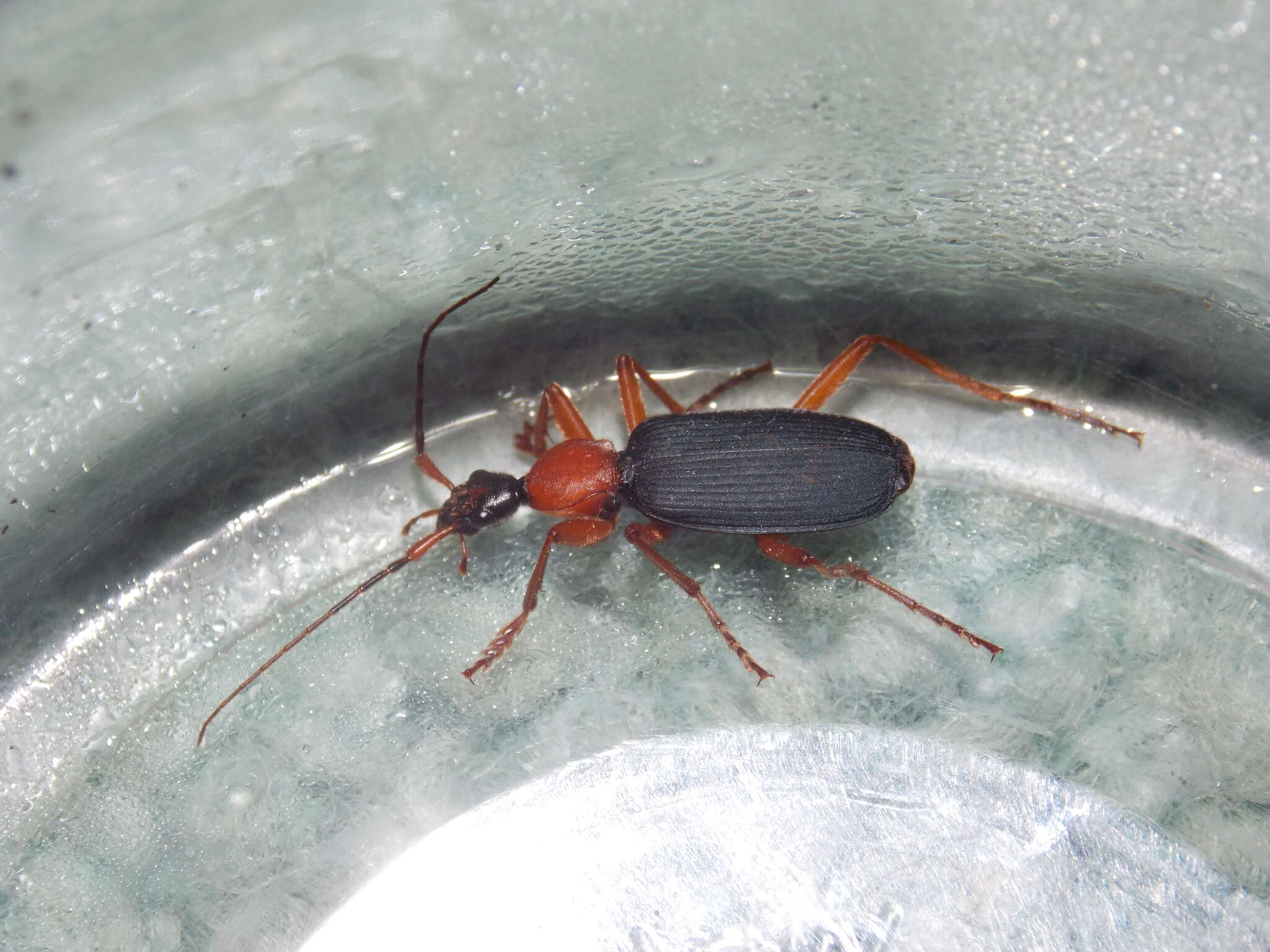 Image of Galerita (Progaleritina) bicolor (Drury 1773)