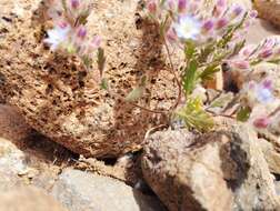 Imagem de Malesherbia humilis Poepp.