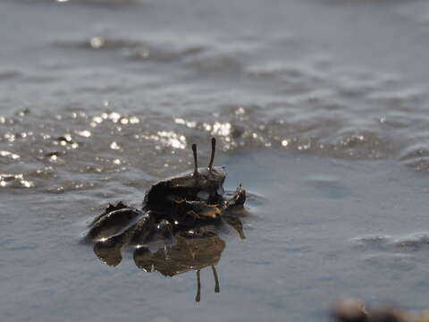 Imagem de Macrophthalmus subgen. Mareotis Barnes 1967