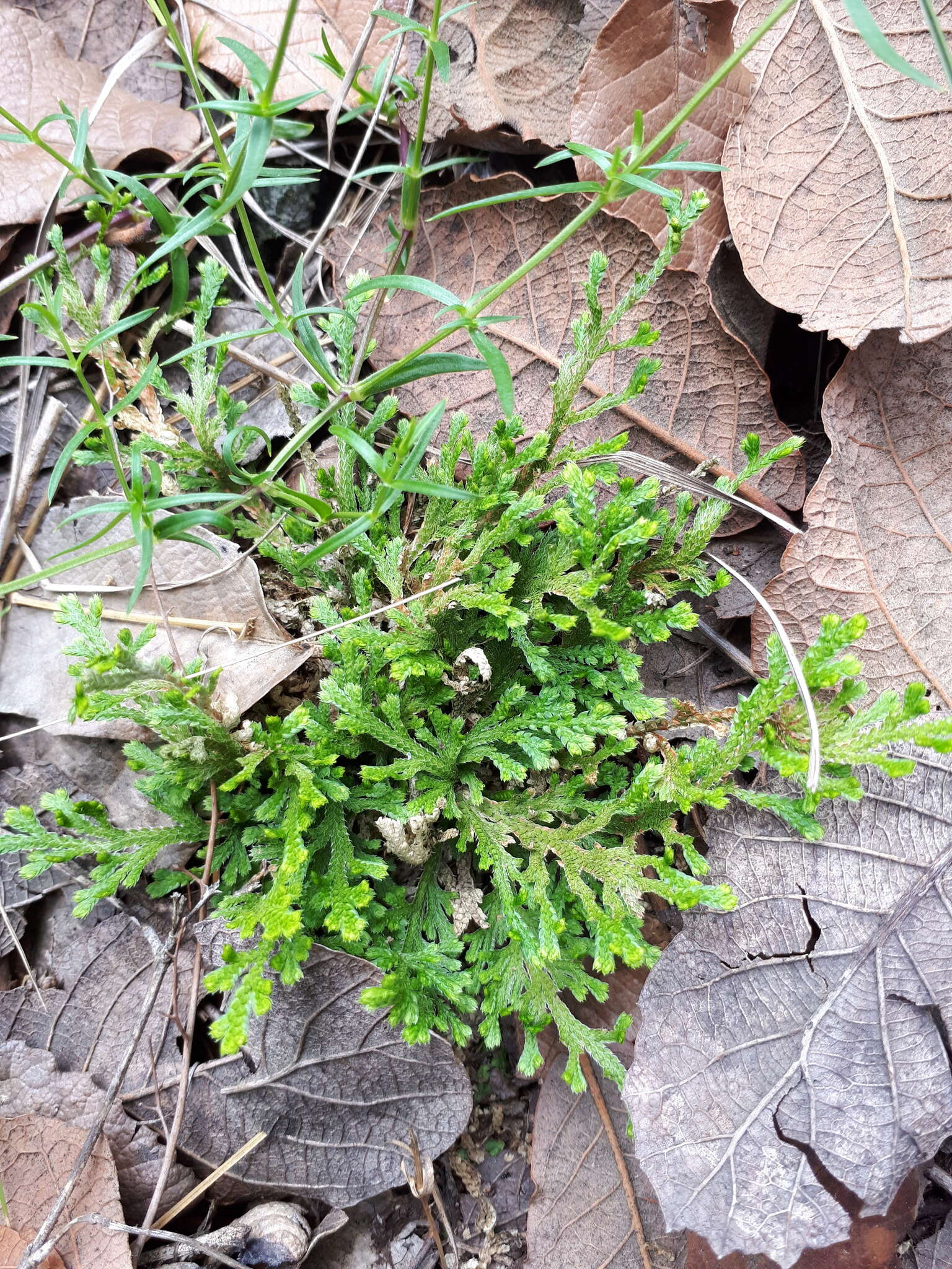 Image of Selaginella pallescens (C. Presl) Spring