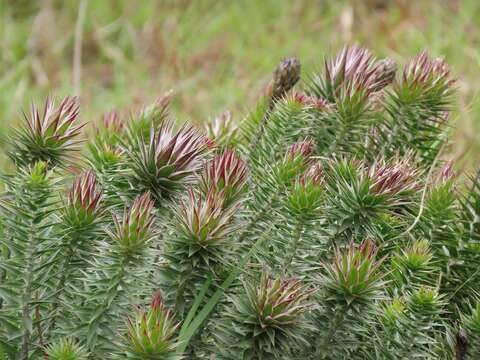 Image of Macledium zeyheri subsp. argyrophyllum (Oliv.) S. Ortiz