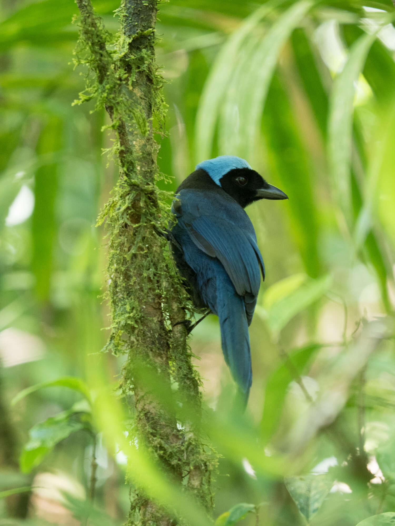 Plancia ëd Cyanolyca cucullata (Ridgway 1885)