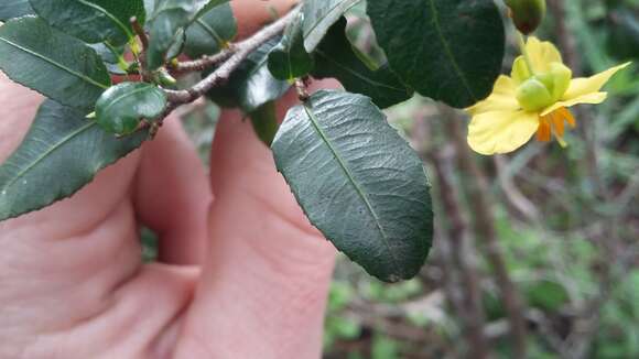 Image of Mickey Mouse plant