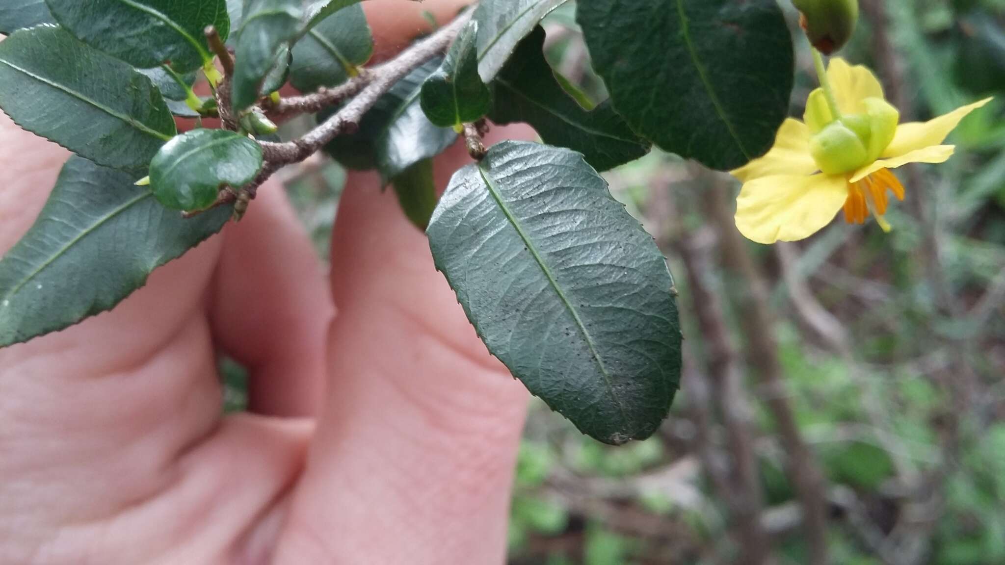 Plancia ëd Ochna serrulata (Hochst.) Walp.