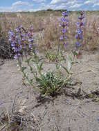 Penstemon acuminatus Dougl.的圖片