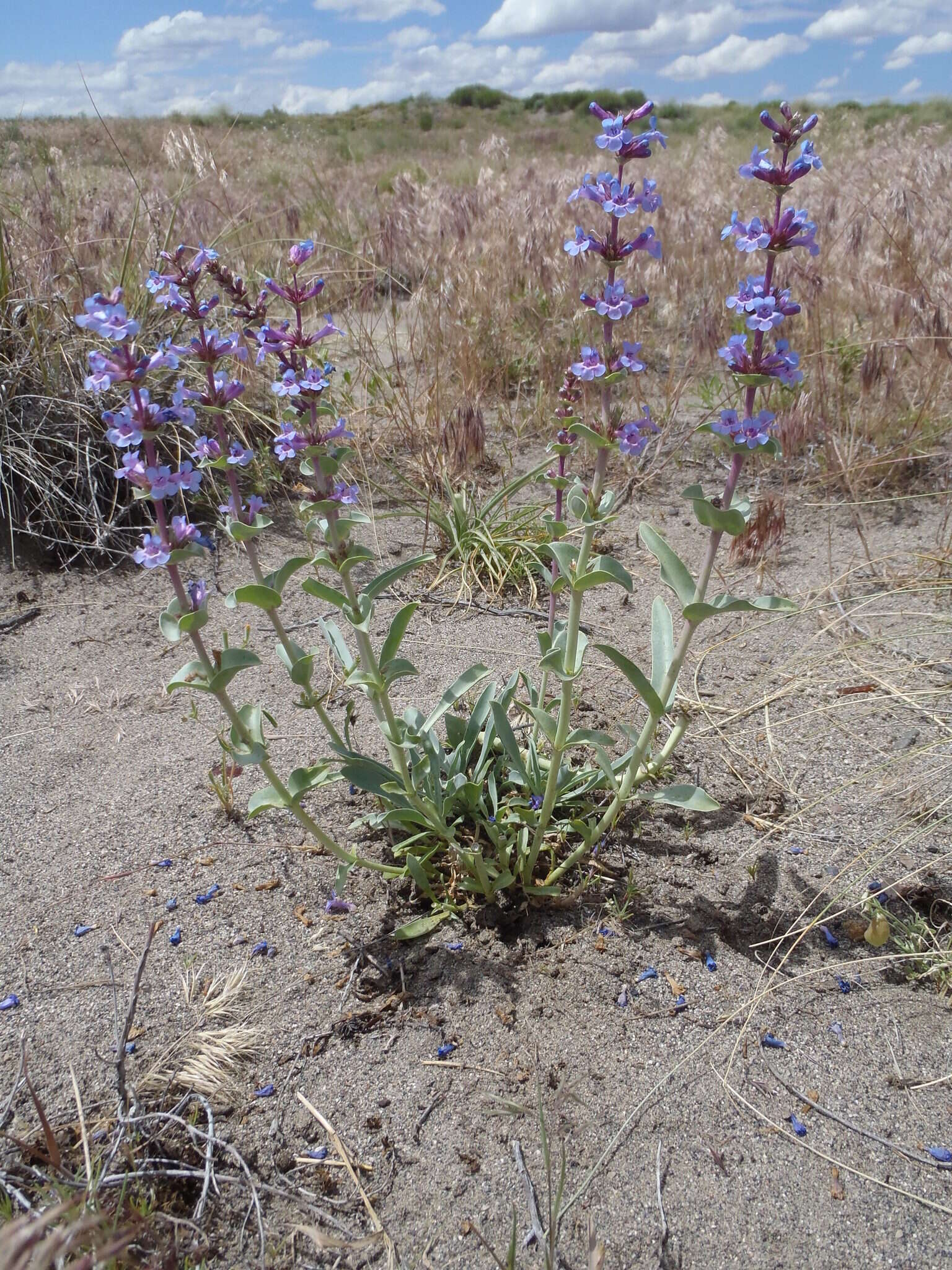 Image de Penstemon acuminatus Dougl.