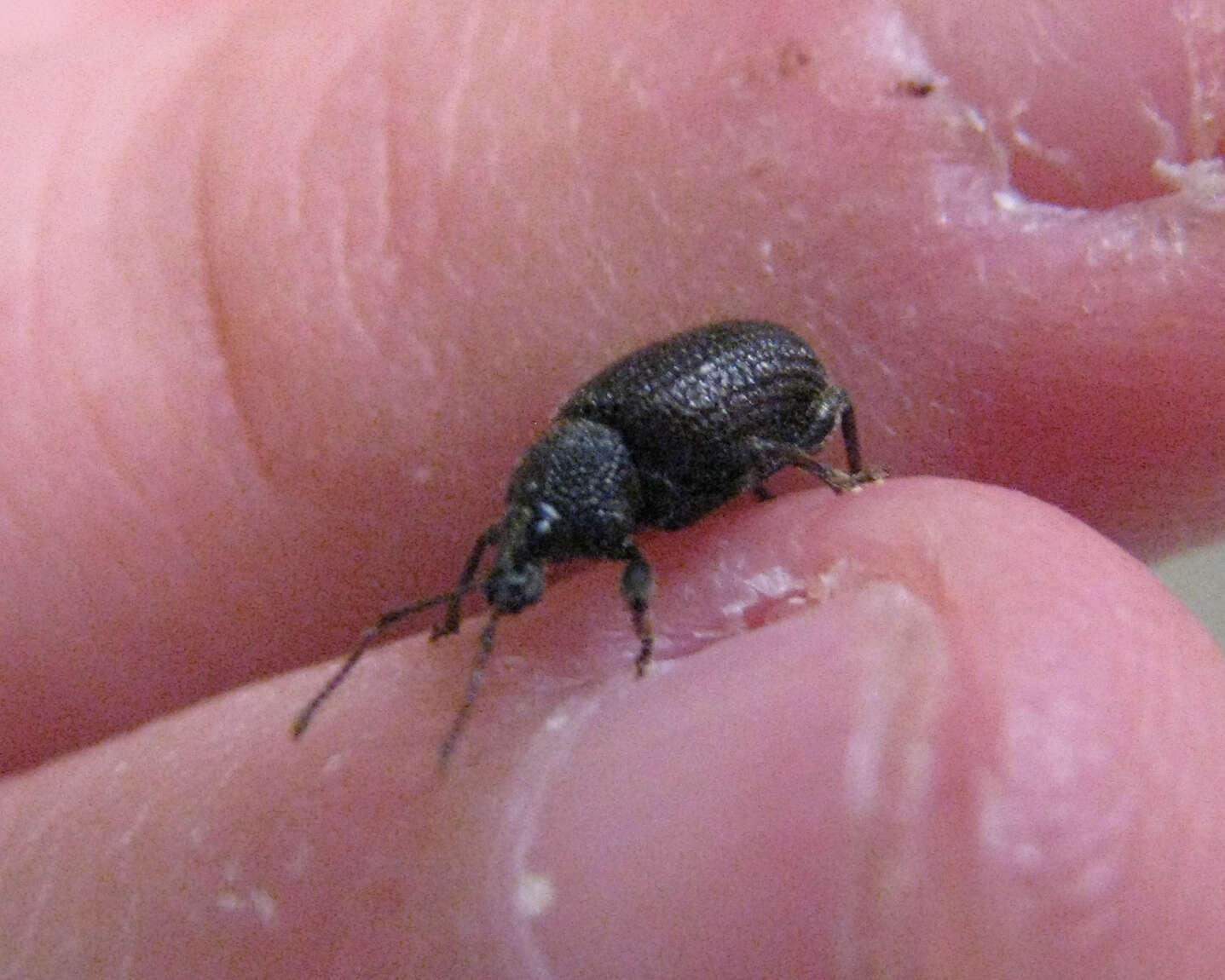 Image of rough strawberry root weevil