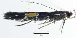 Image of Cosmopterix attenuatella Walker 1864