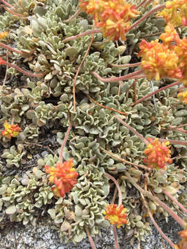 Imagem de Eriogonum diclinum Reveal