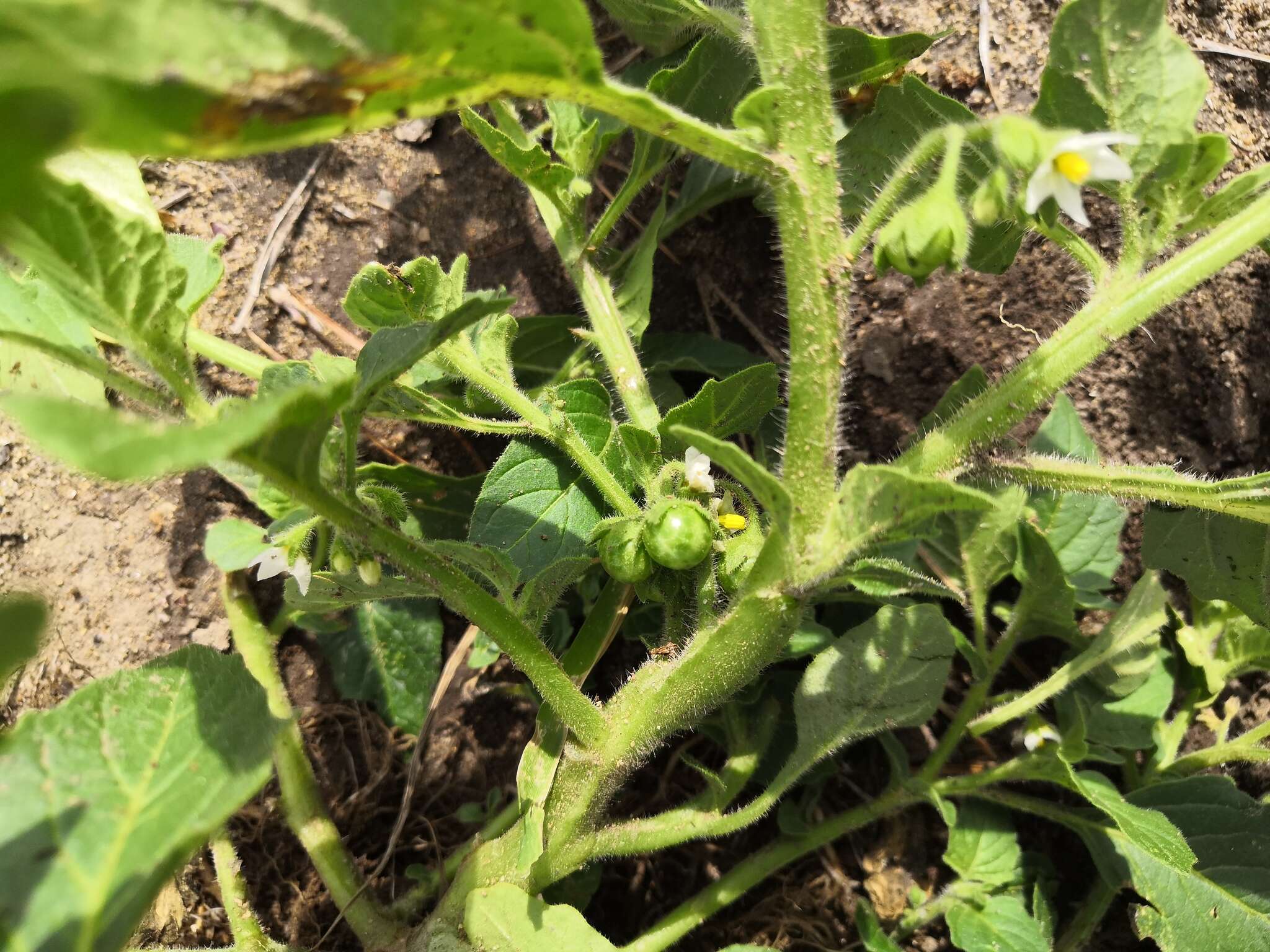 Image of hoe nightshade